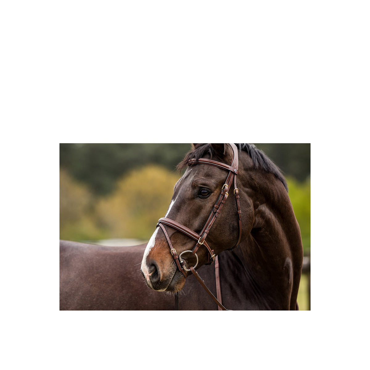 TRUST Knokke Comb. nb bridle Classic – Marron/Or