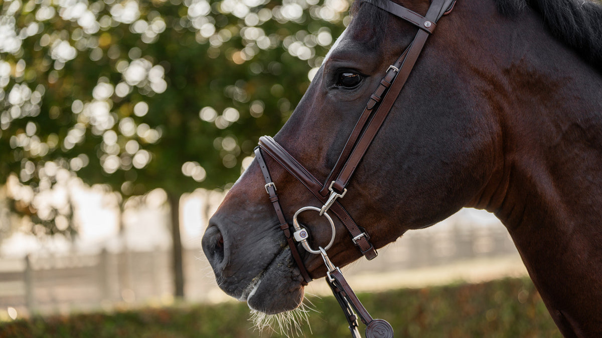 TRUST Hamburg Training bridle