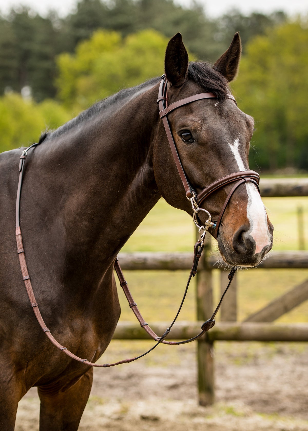 TRUST Hamburg Training bridle