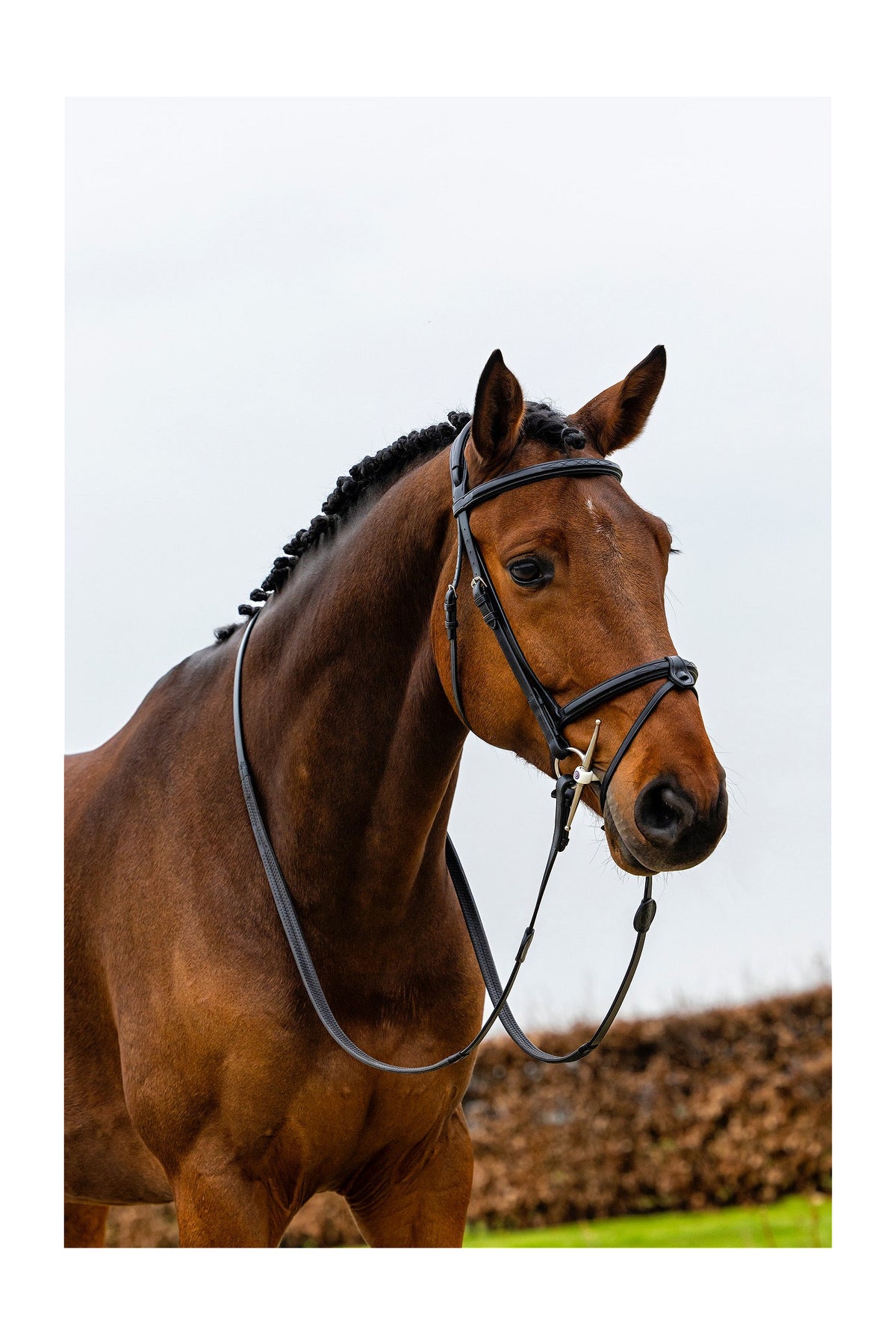 TRUST Geneva Comb.noseband bridle