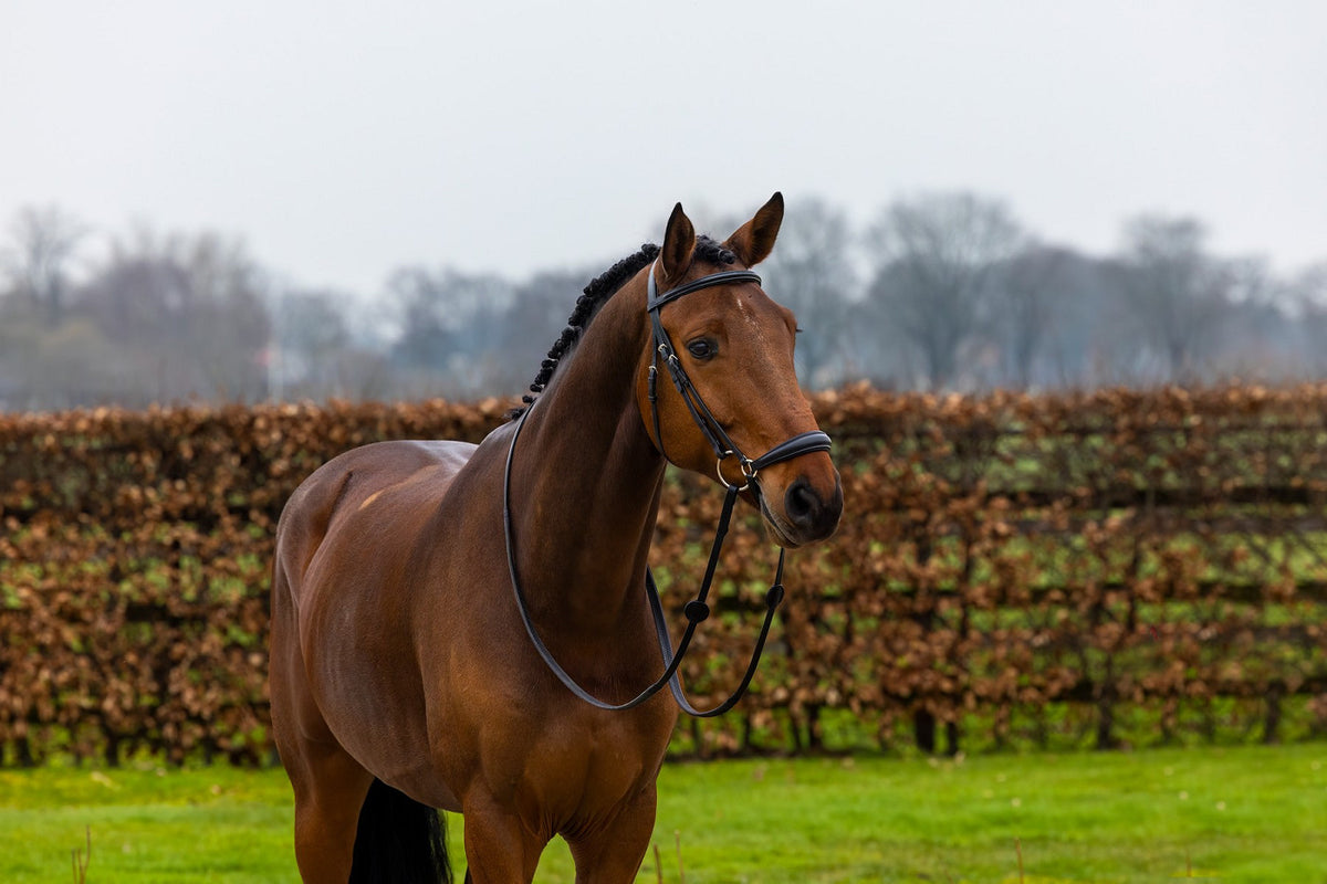 TRUST Rome Drop noseband bridle