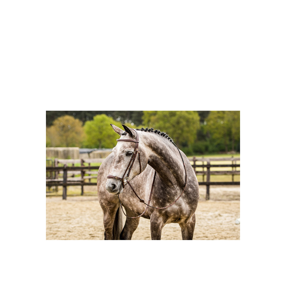 TRUST Barcelona Adj. drop nb bridle – Marron/Or