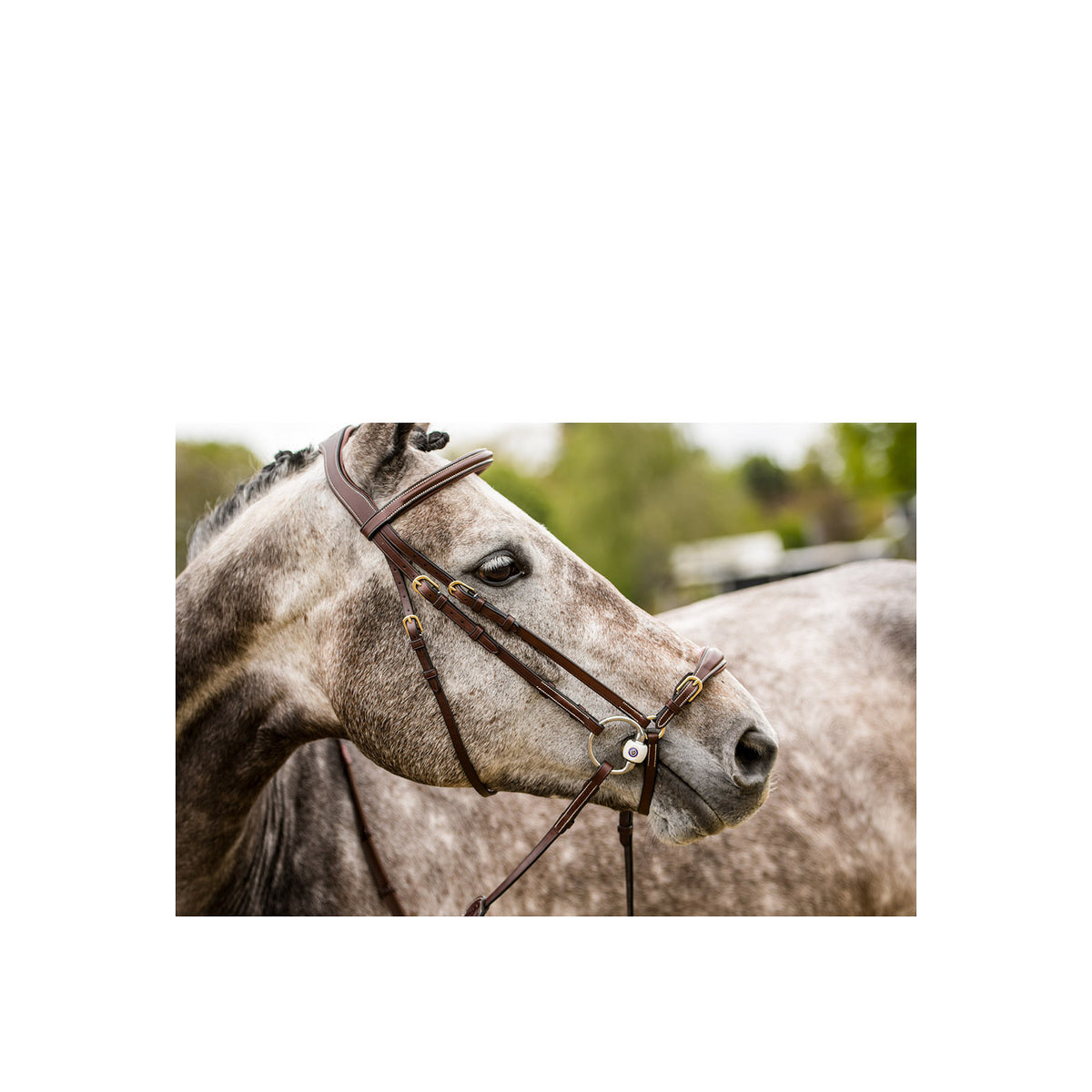 TRUST Barcelona Adj. drop nb bridle