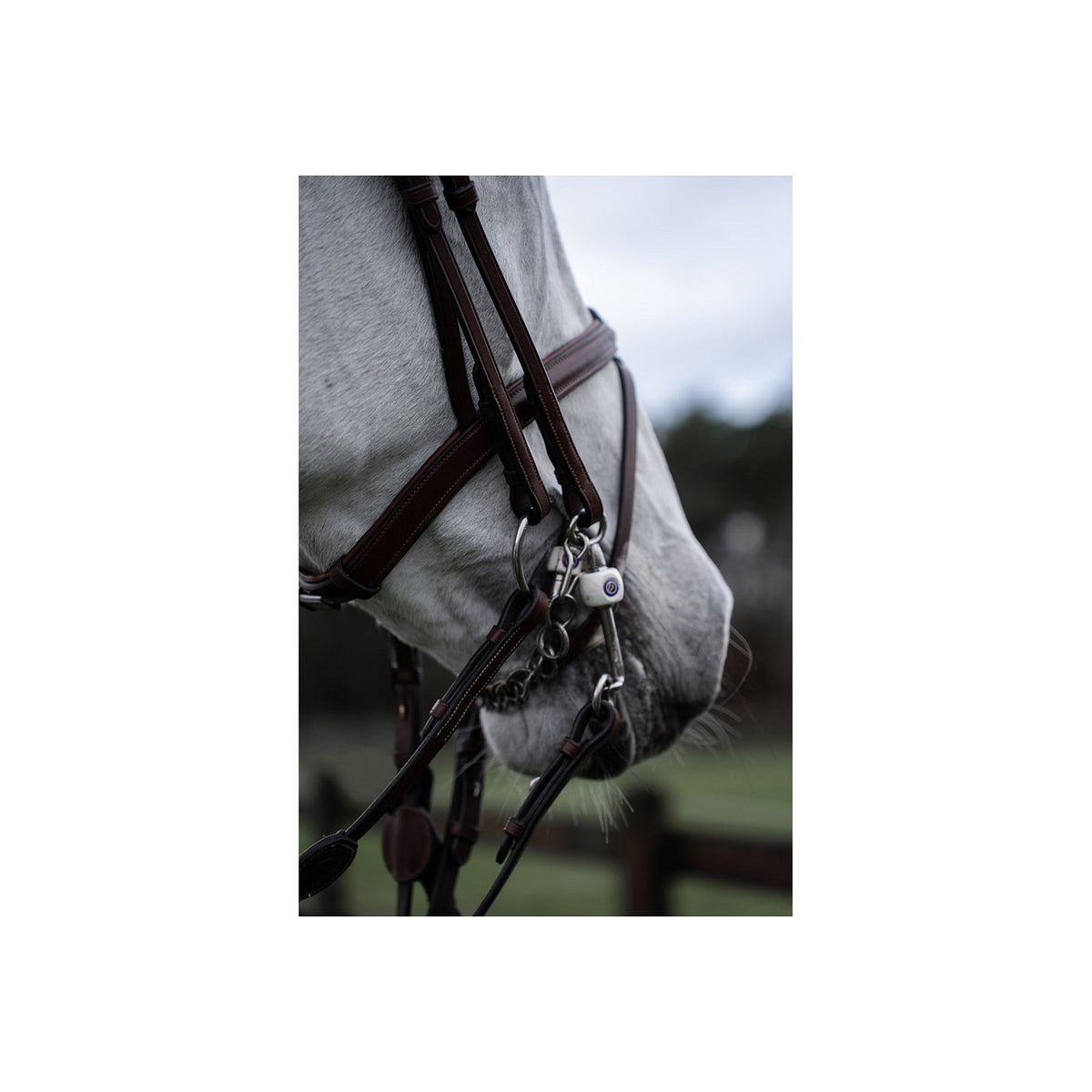 TRUST Bridle Abu Dhabi