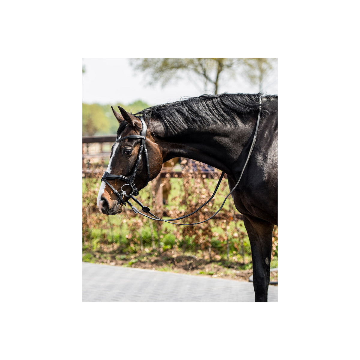 TRUST Falsterbo T-motion bridle