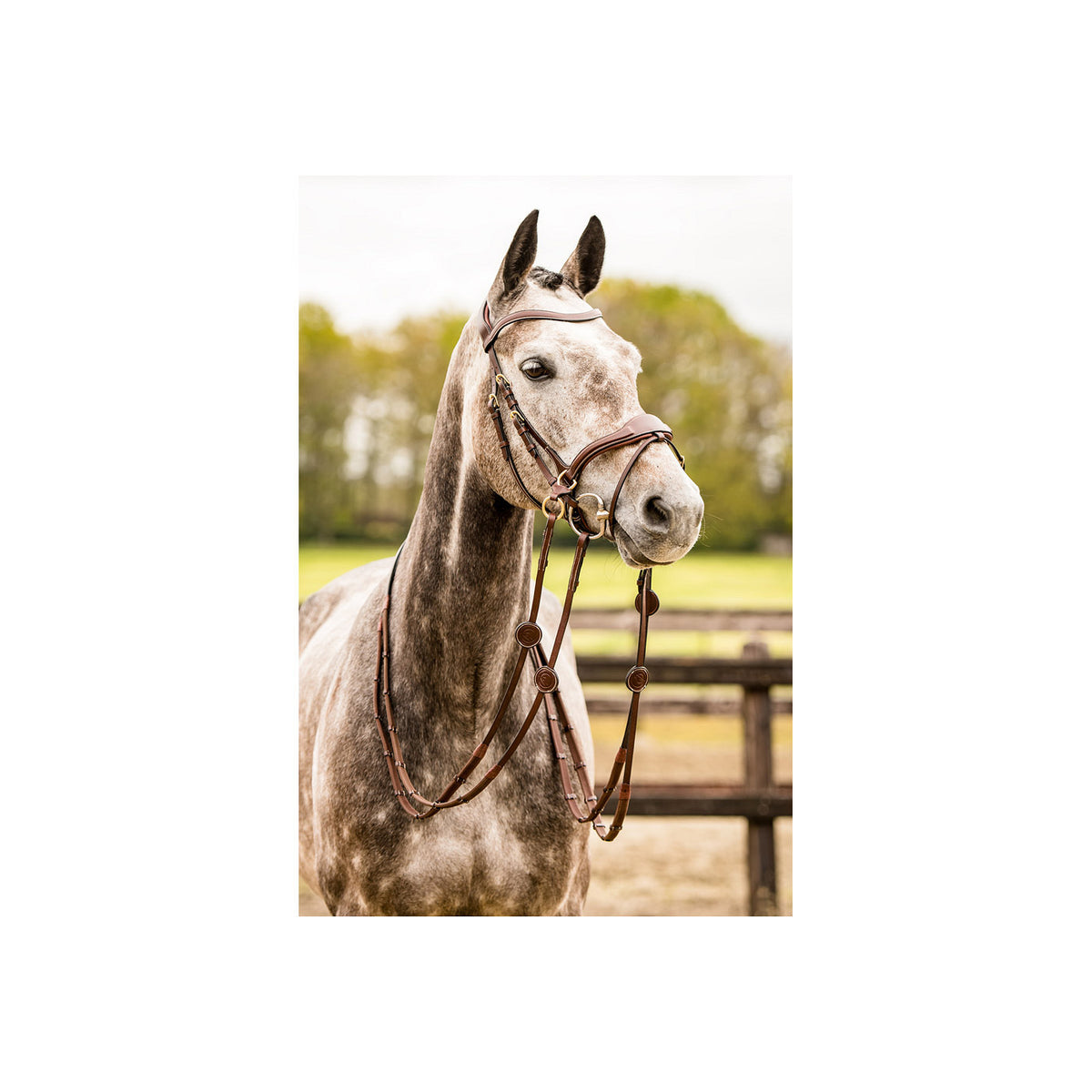 TRUST Falsterbo T-motion bridle