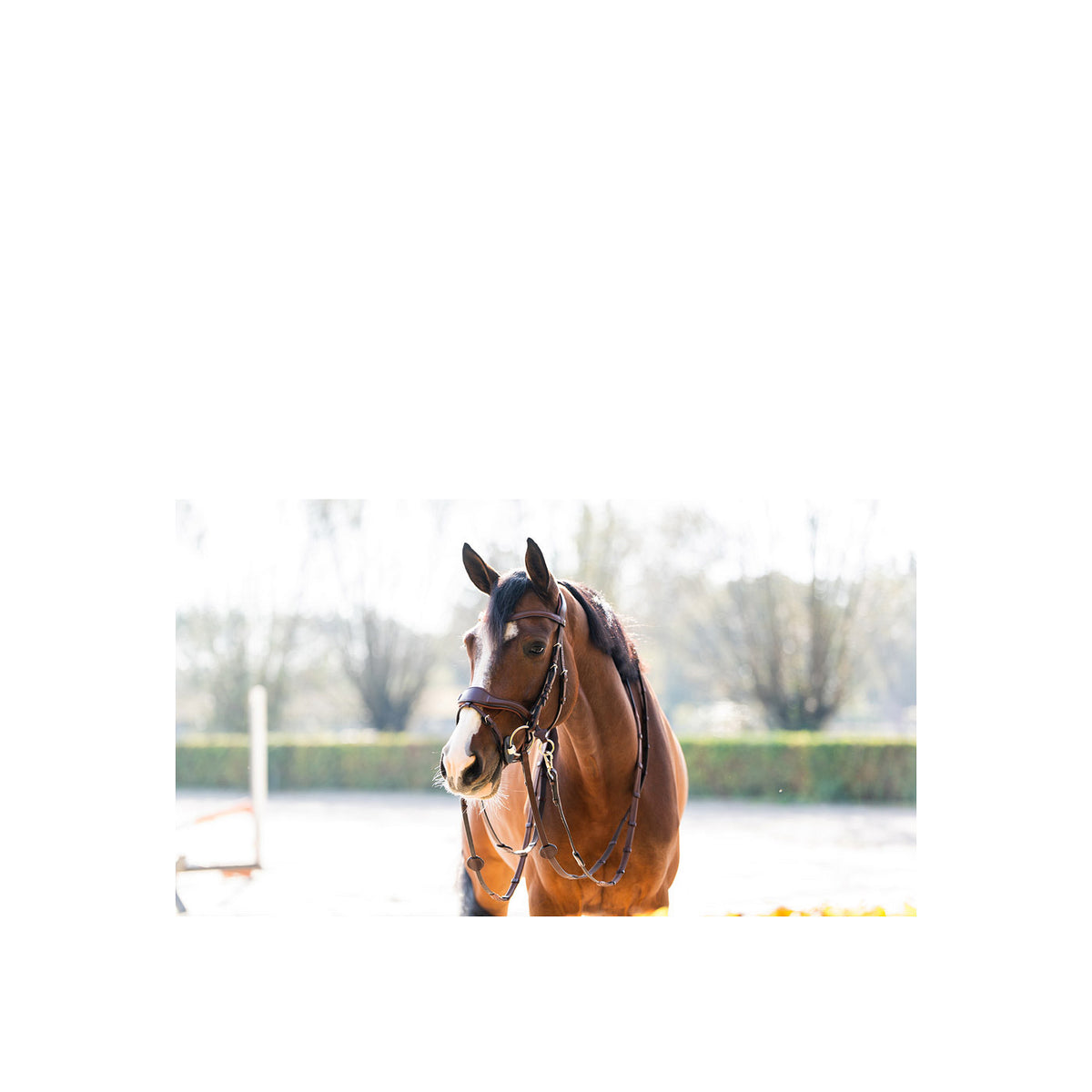 TRUST Falsterbo T-motion bridle