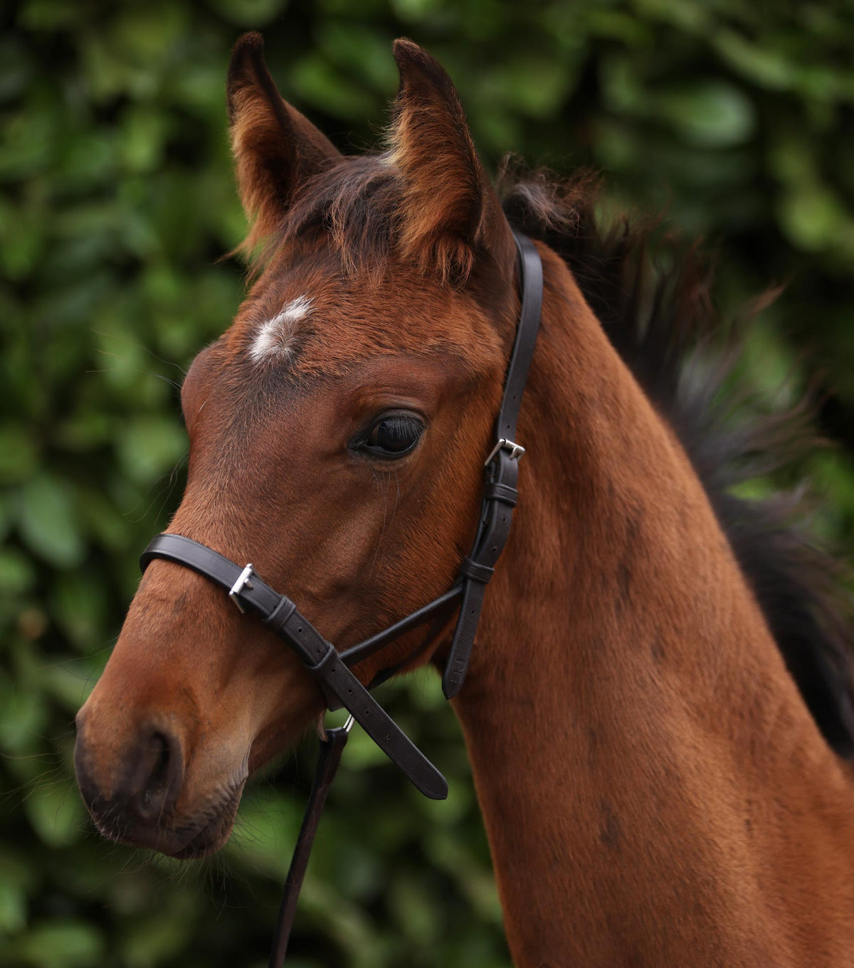 Standard Foal Slip 5/8"