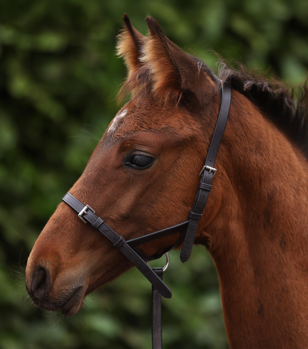 Foal Slip 1/2"