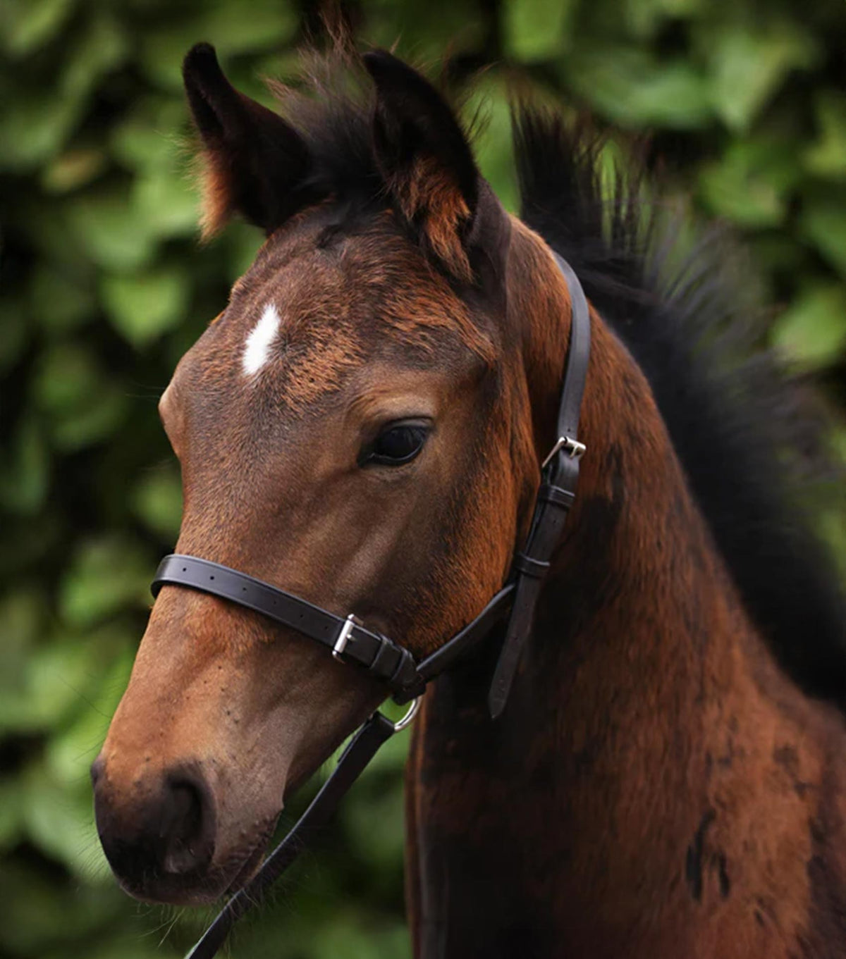 Standard Foal Slip 3/4"