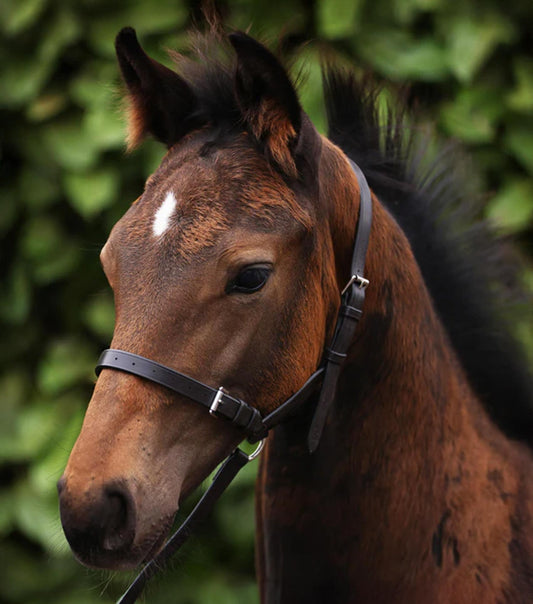 Standard Foal Slip 3/4"