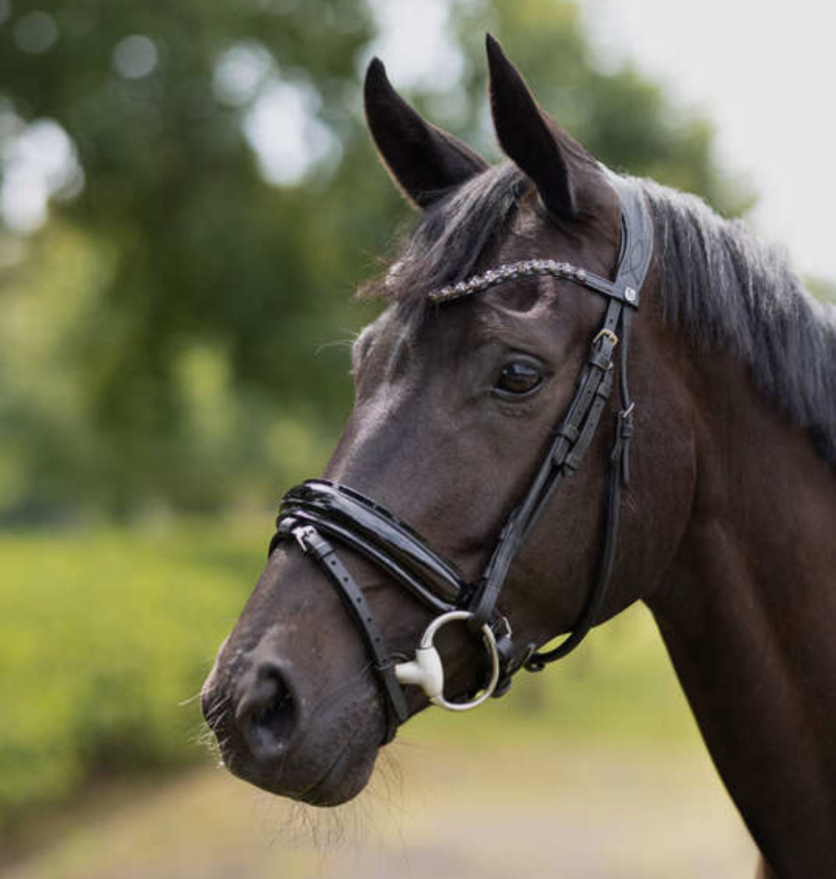 Horze - Bridon Clermont