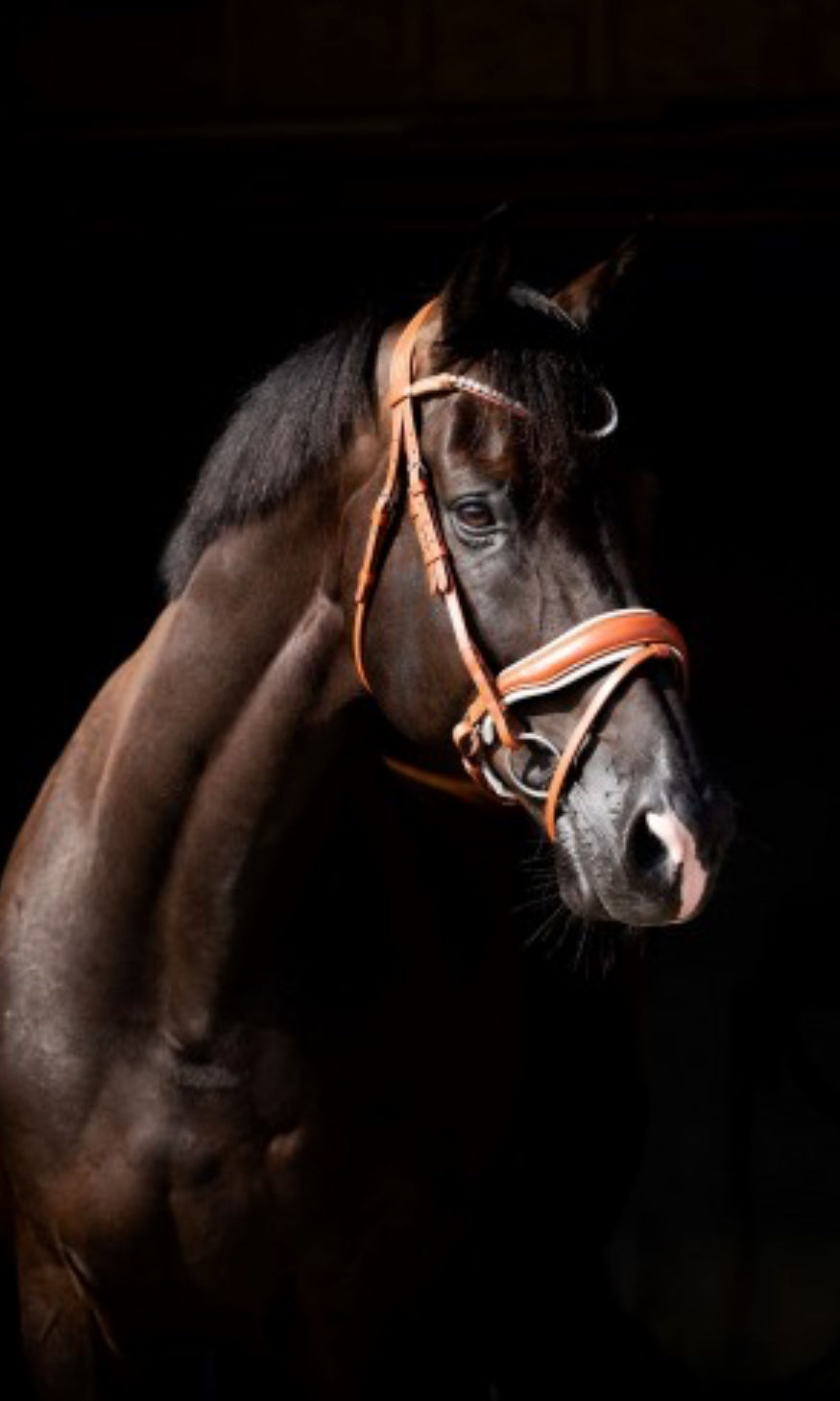 HB - bridon Chestnut