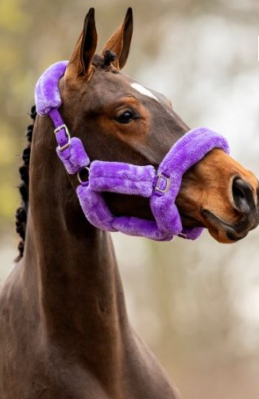 HB - licol Teddy - 5 coloris