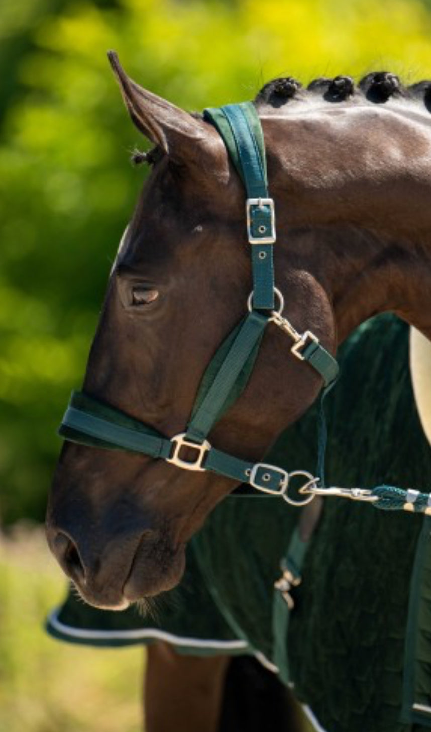 HB -licol spécial velvet - 2 coloris