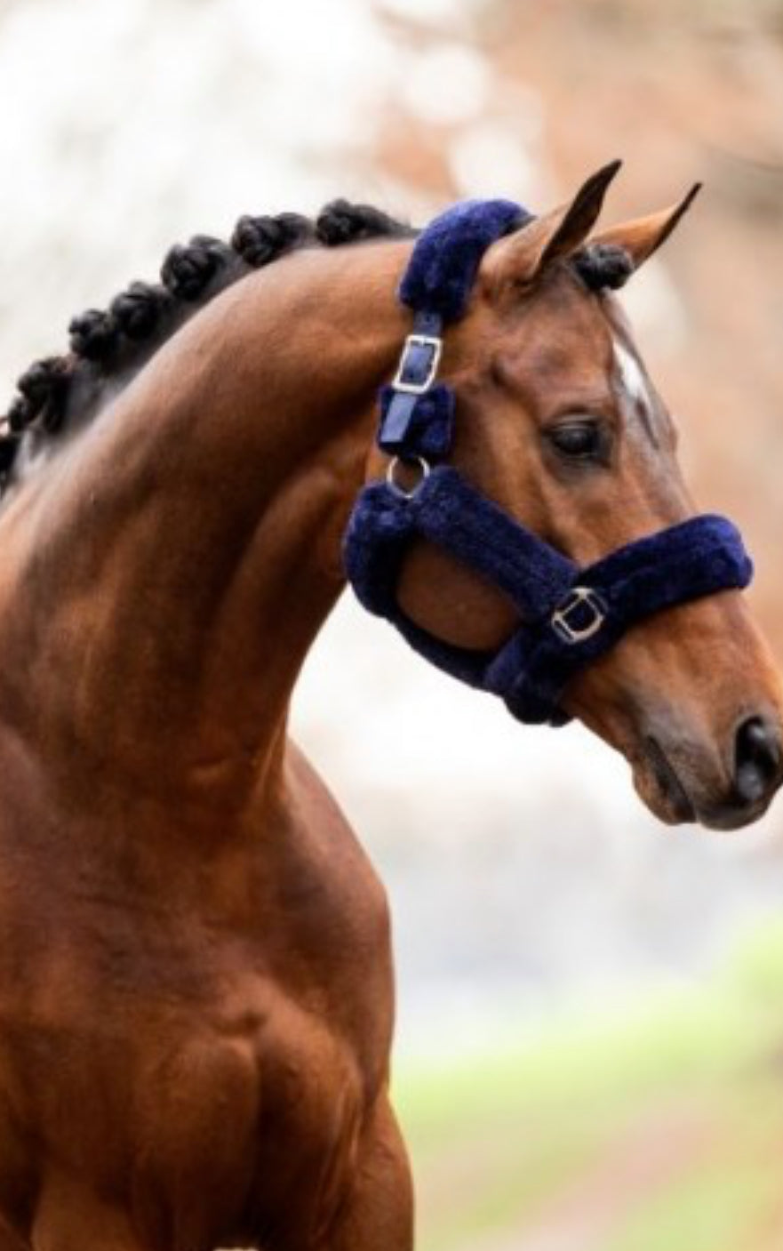 HB - licol Teddy - 5 coloris