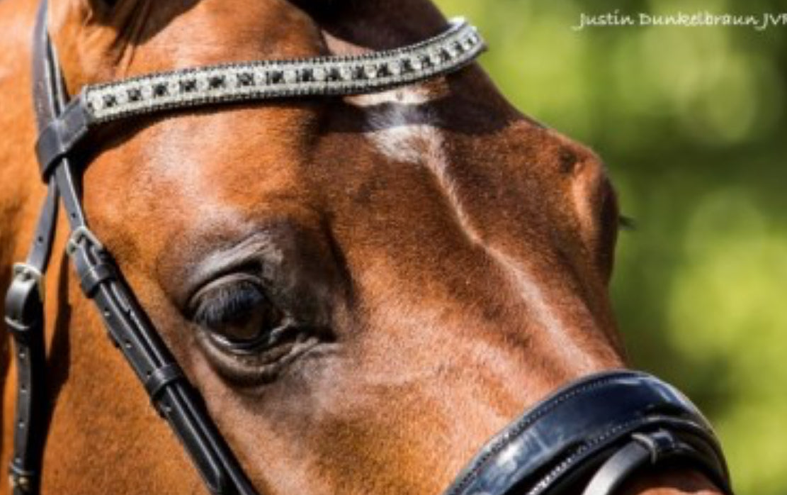 HB - bridon Jan van Westerhuis