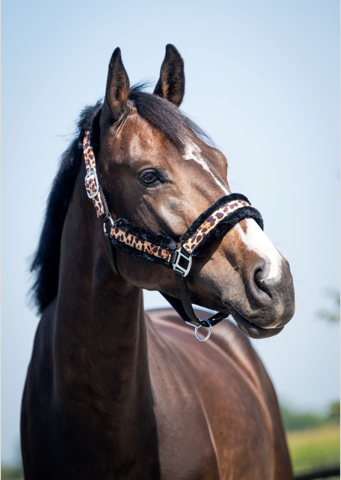 HB - Licol mouton léopard