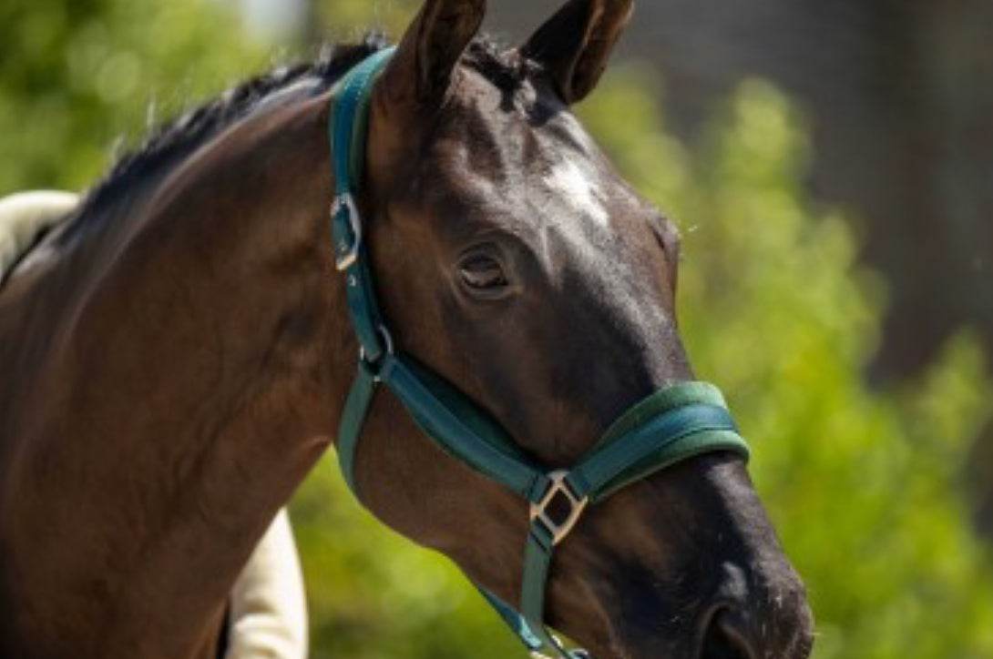 HB -licol spécial velvet - 2 coloris