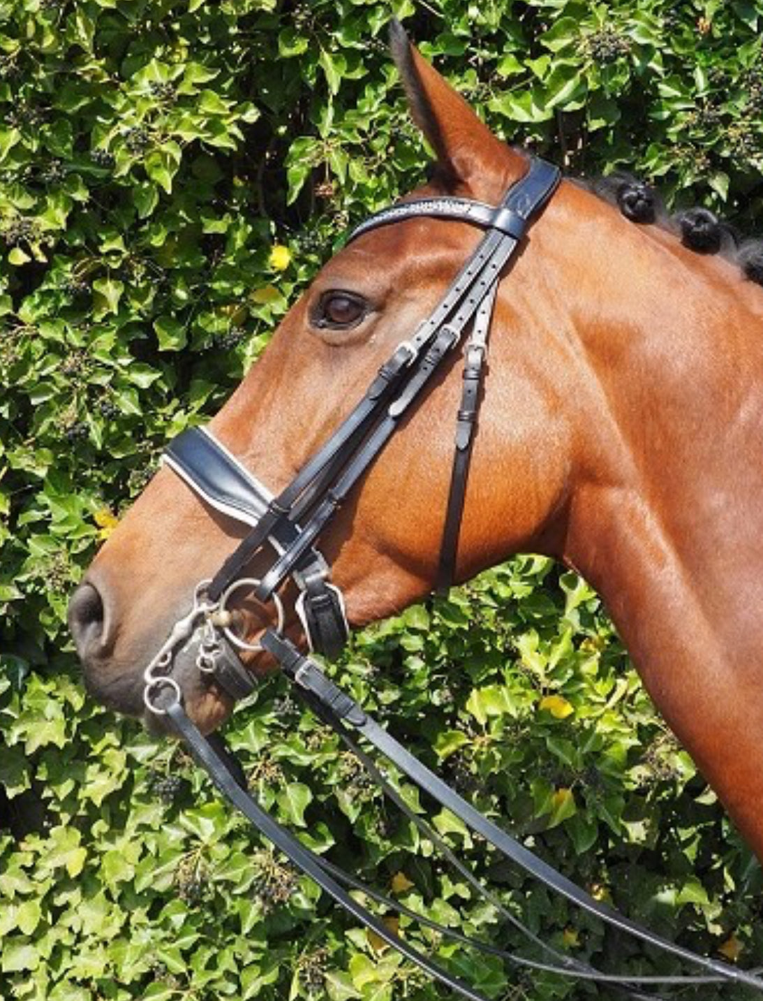 HB - bride Dark pleasure  - 2 coloris