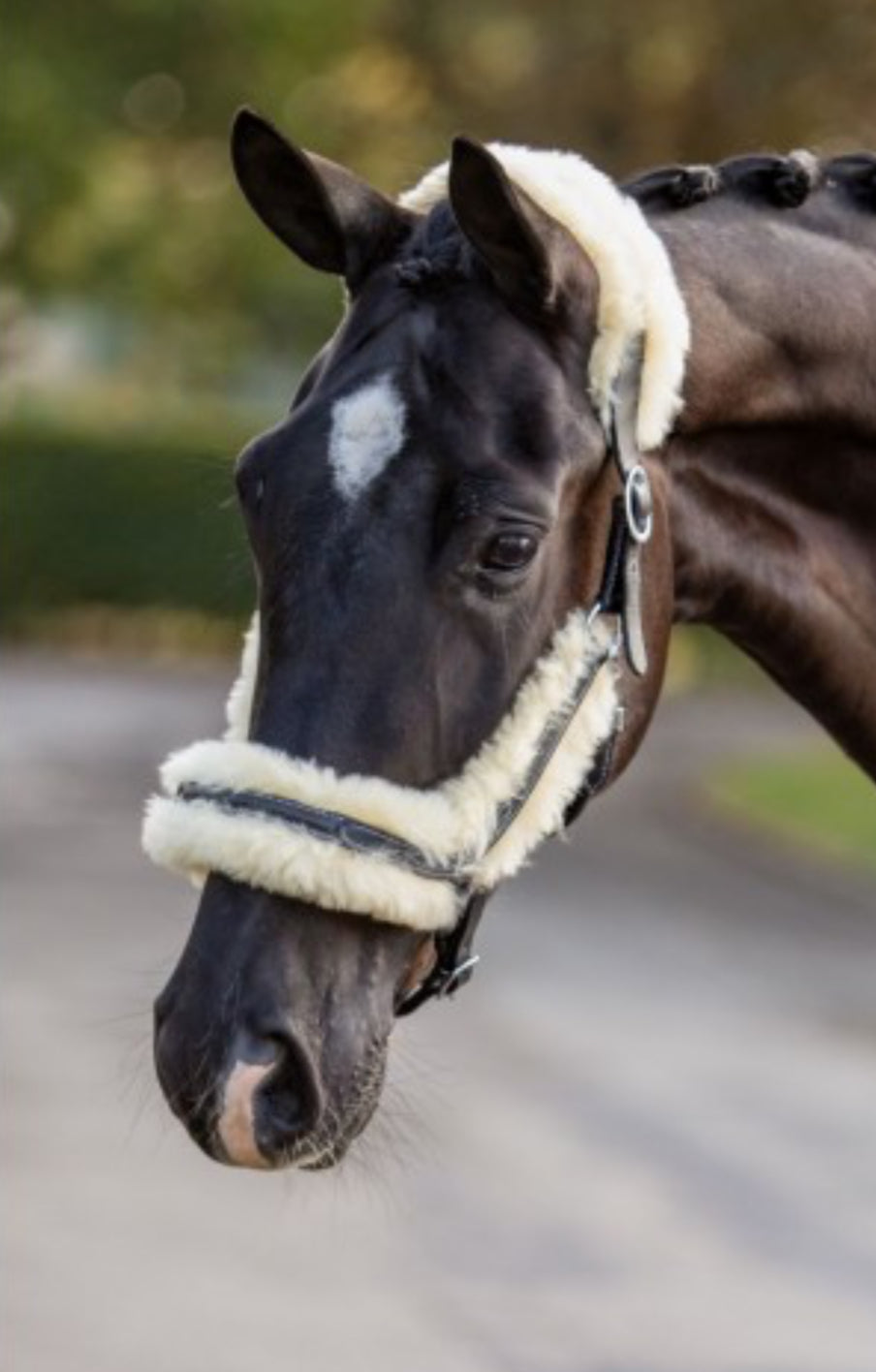 HB - Licol cuir mouton amovible