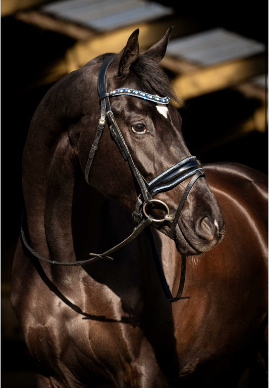 HB - bridon blue ocean