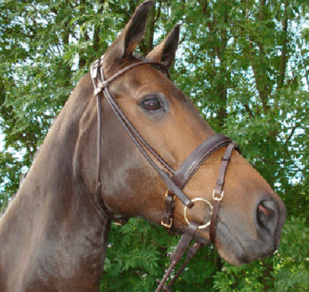 HB - bridon Turjin cuir rond - 2 coloris