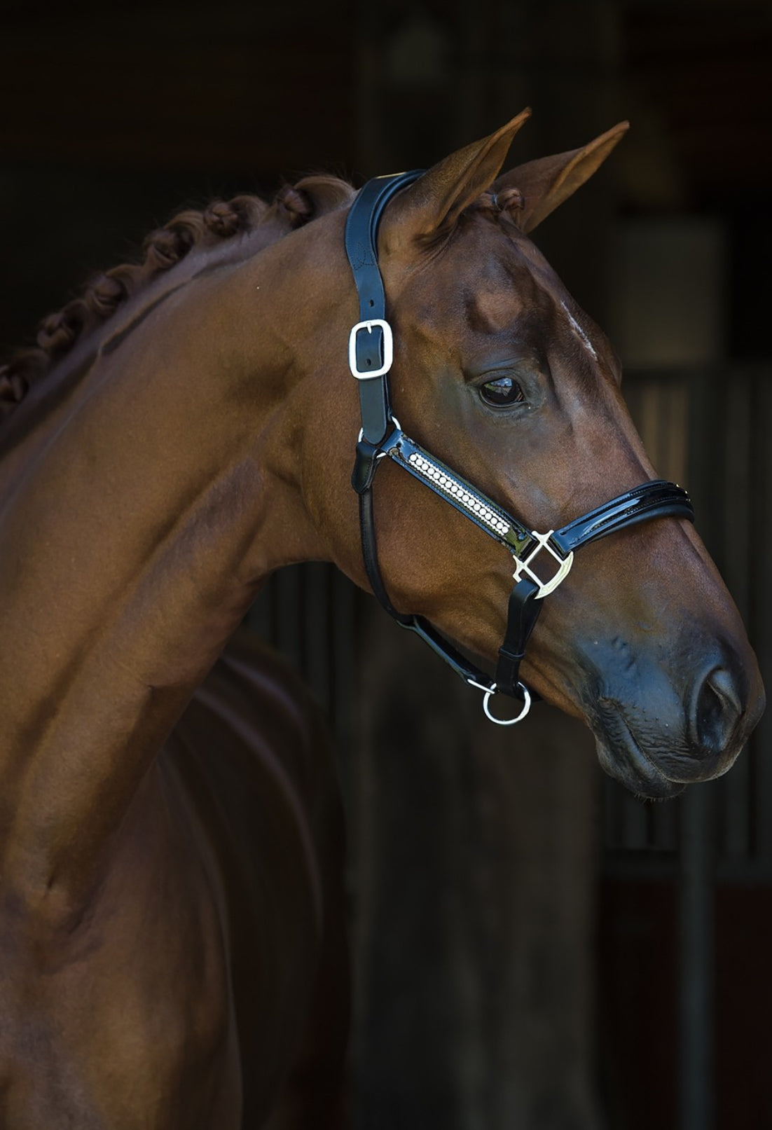 HB - Licol cuir strass laqué