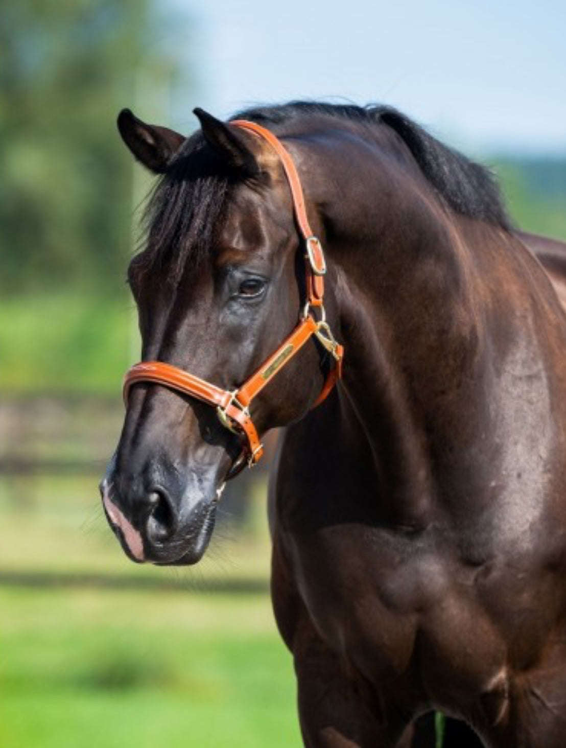 HB - Licol cuir horse name - 3 coloris