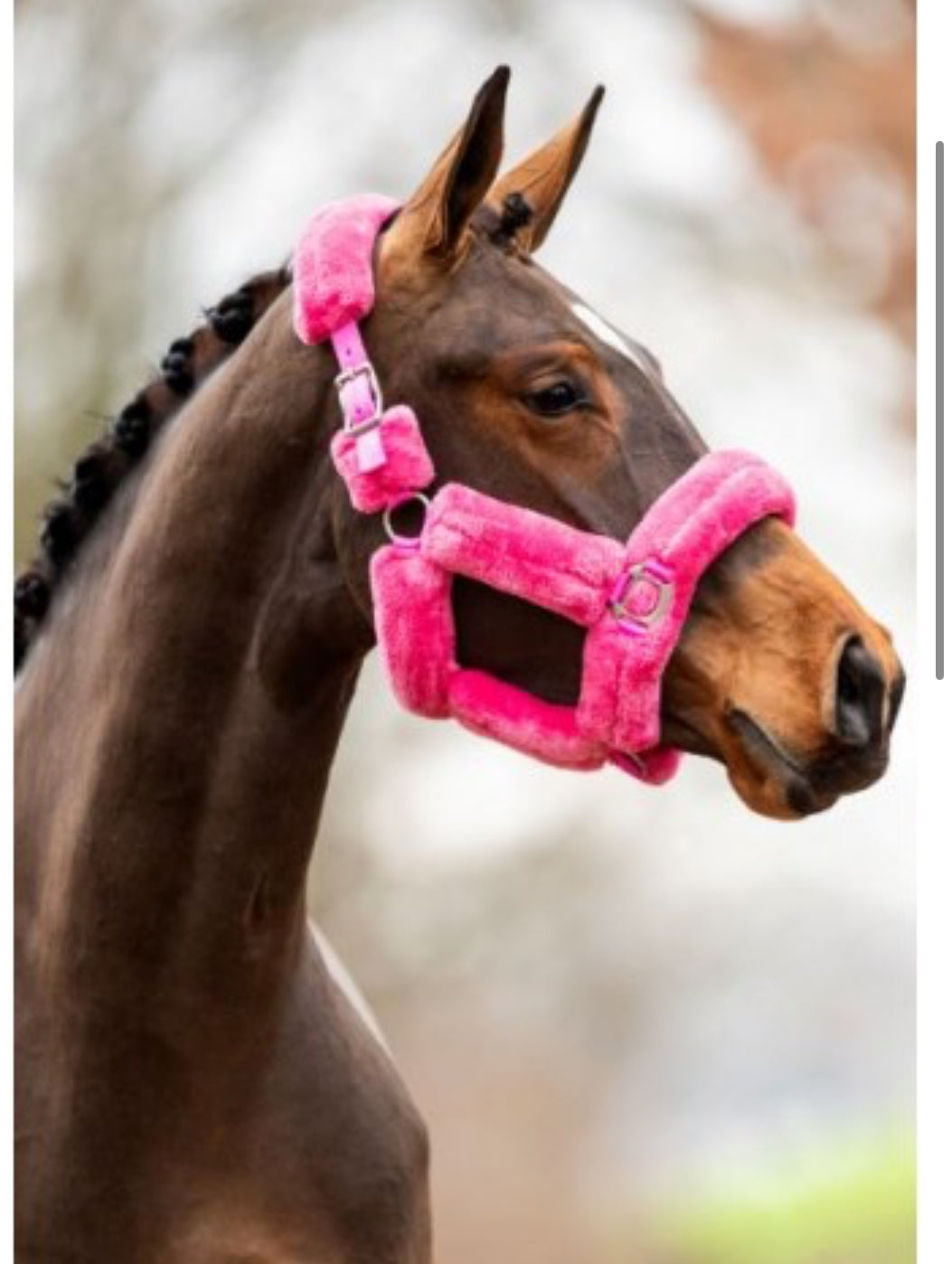 HB - licol Teddy - 5 coloris