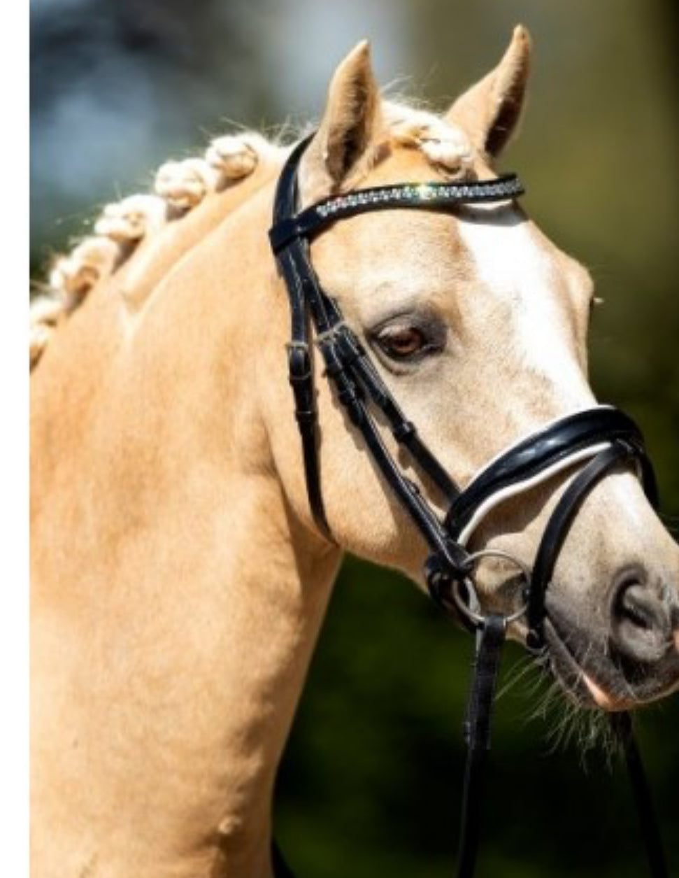 HB - bridon Saffier
