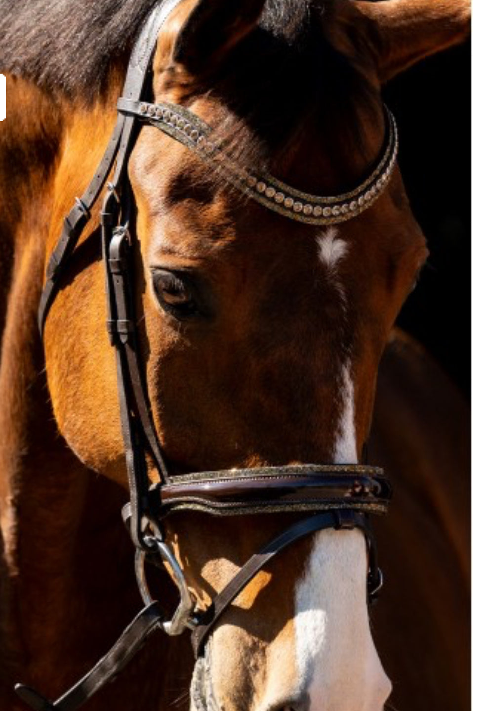 HB - bridon jump Rocky  glitter - 2 coloris