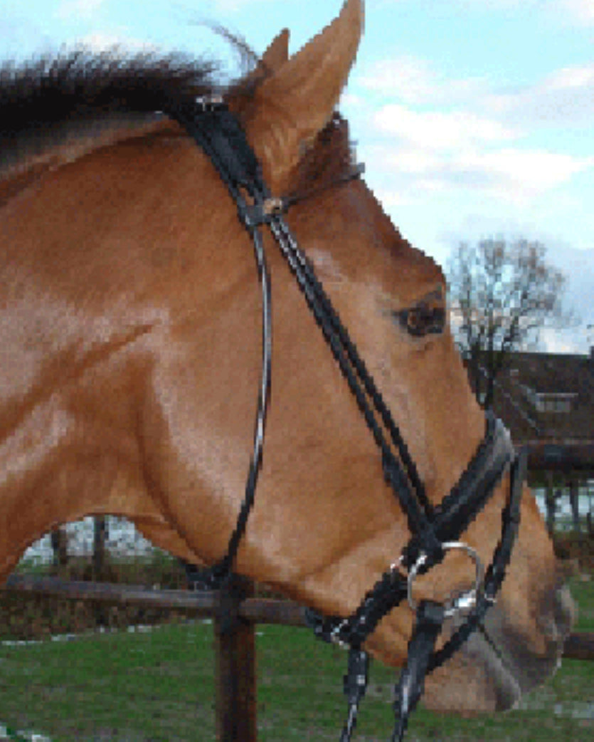 HB - bridon Turjin cuir rond - 2 coloris