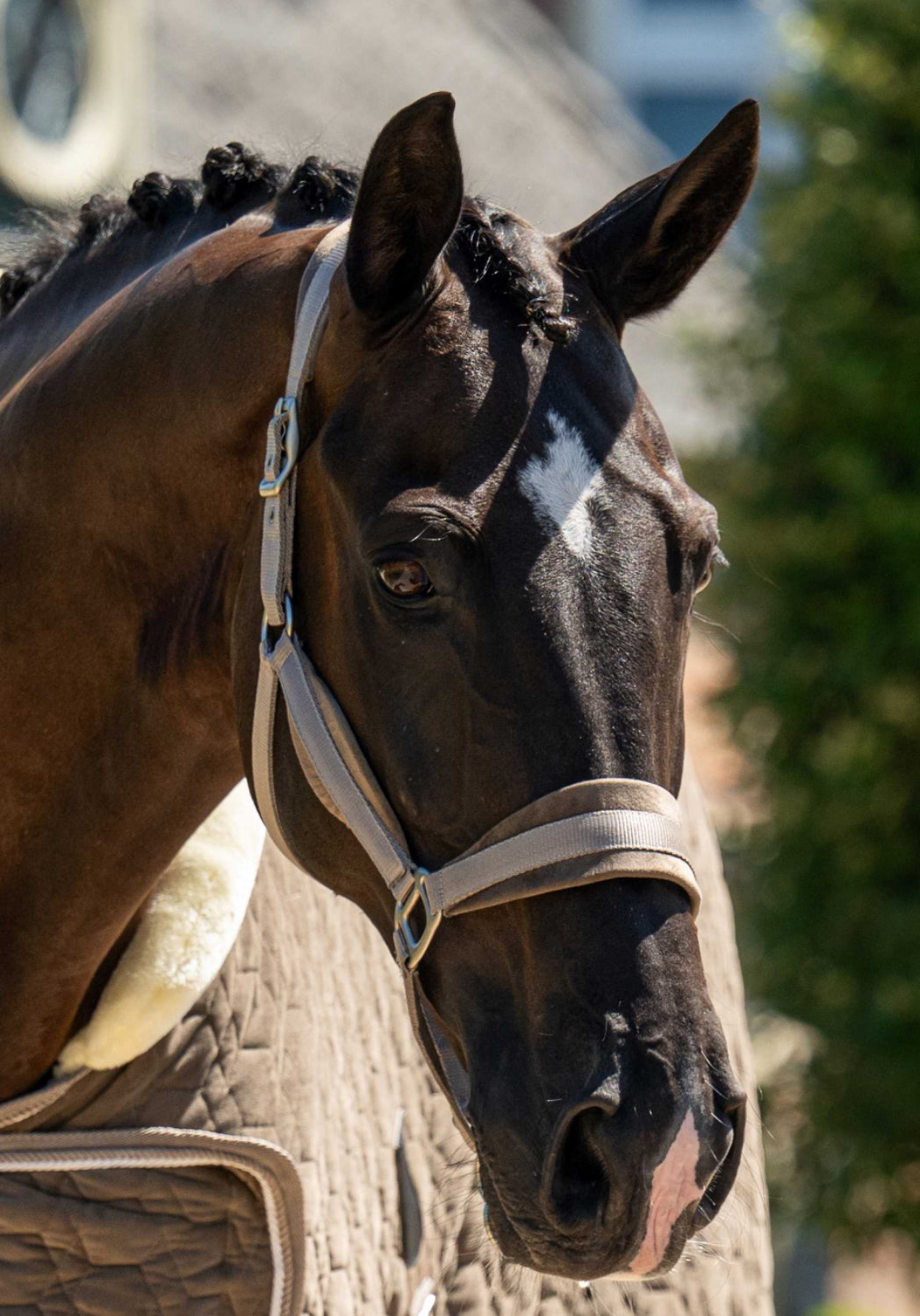 HB -licol spécial velvet - 2 coloris