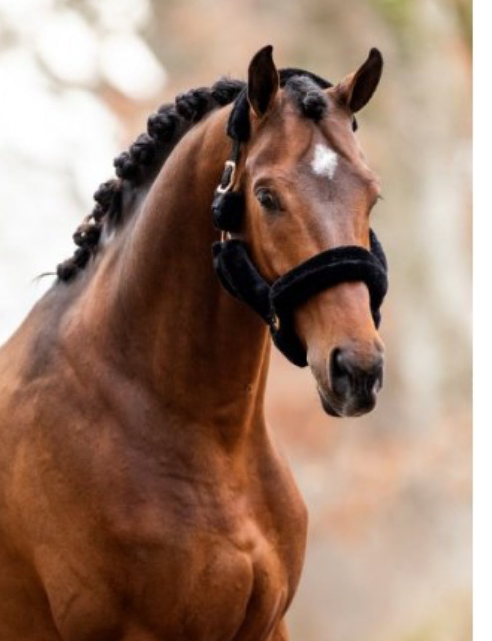 HB - licol Teddy - 5 coloris