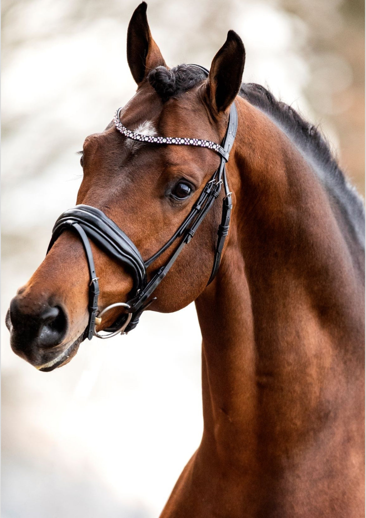 HB - bridon Great love