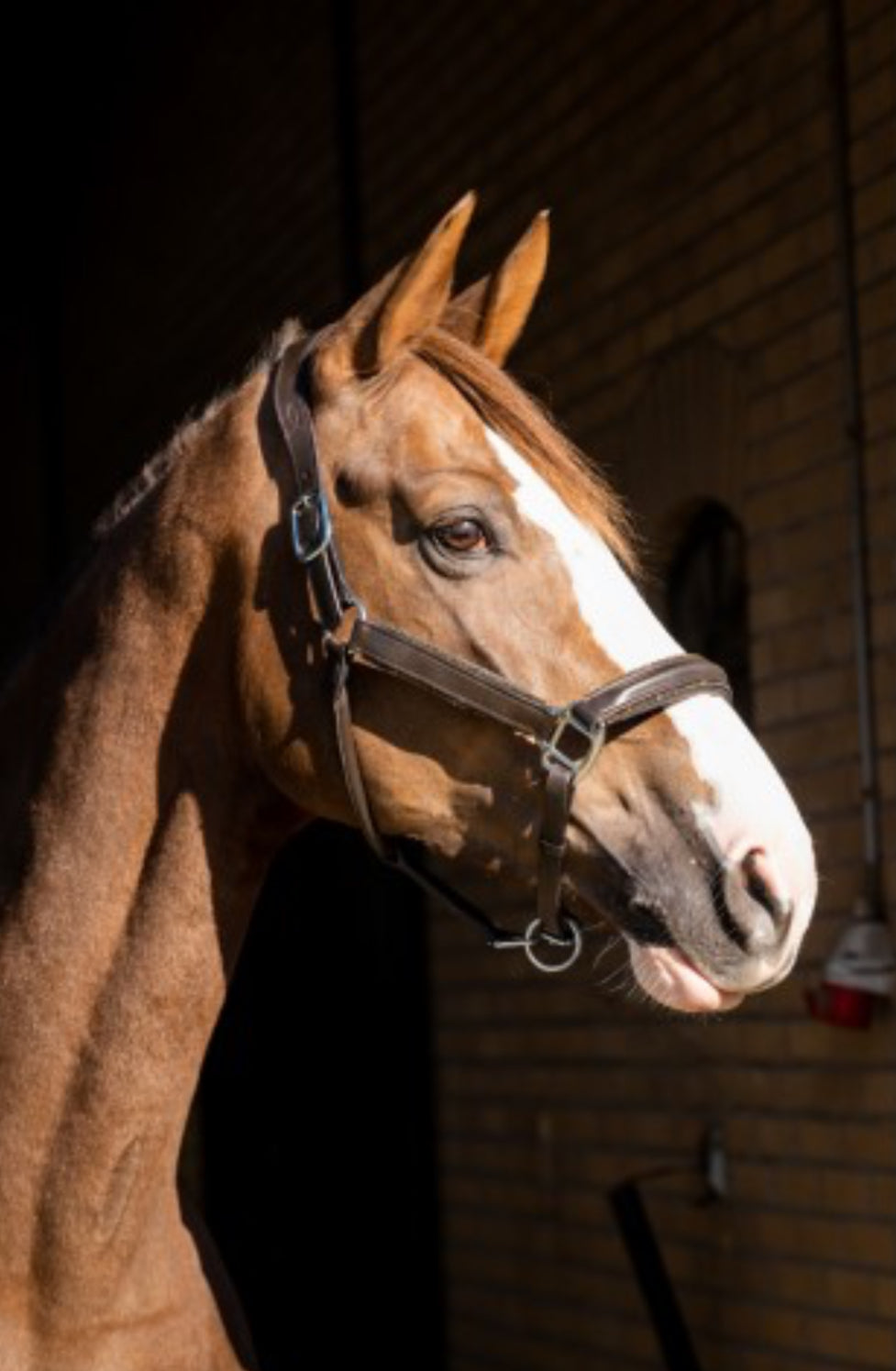 HB - Licol cuir brun strass gold