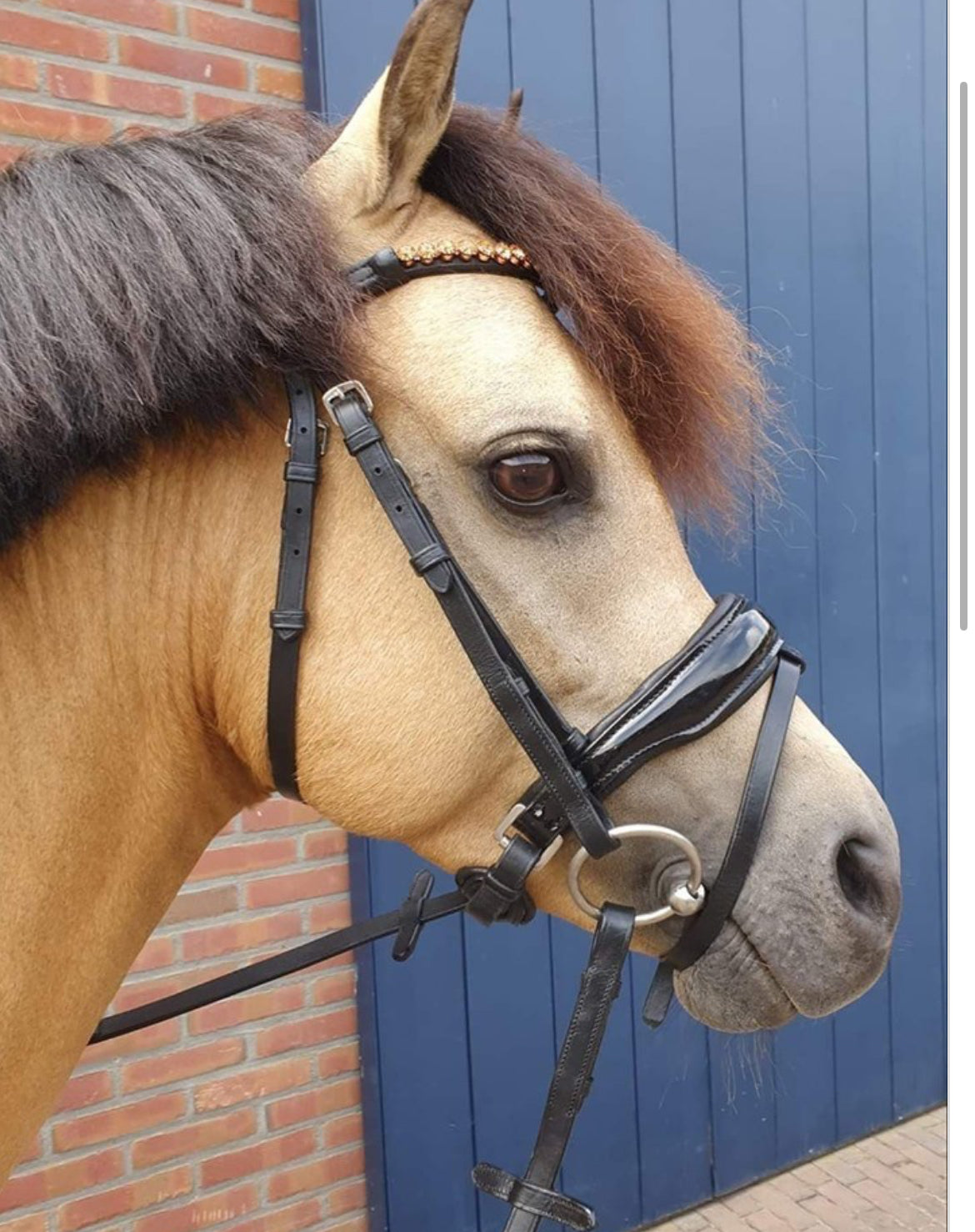 HB - bridon Great escape