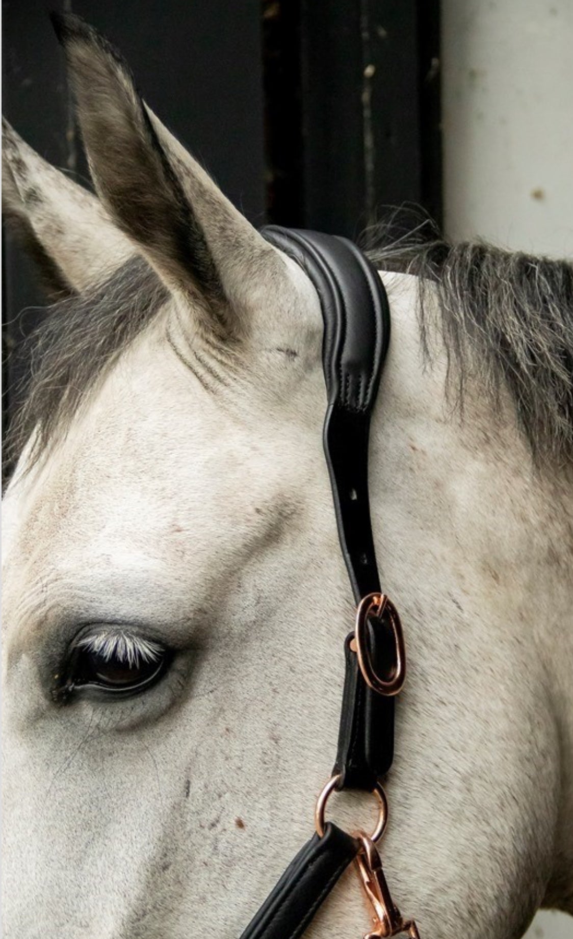 HB - Licol cuir anatomic rosegold