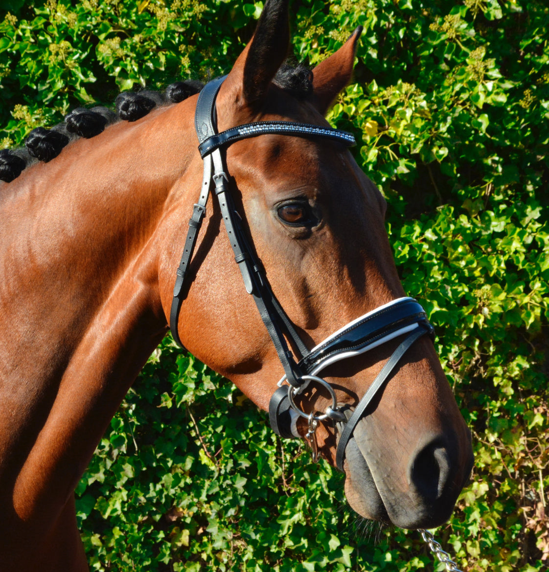 HB - bridon Saffier