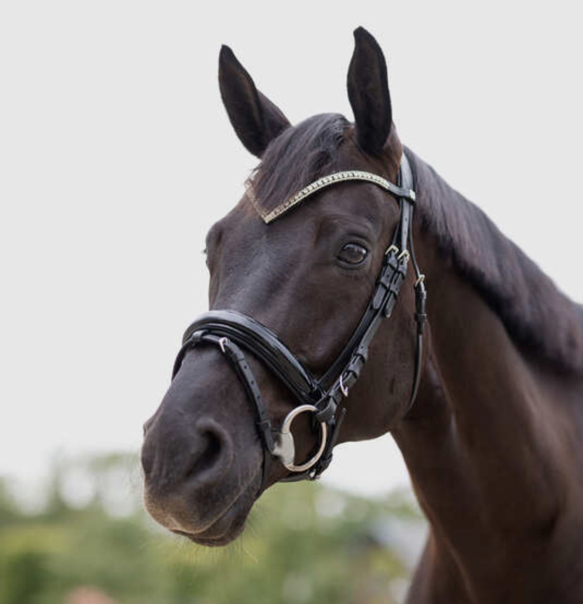 Horze - Bridon Grayson