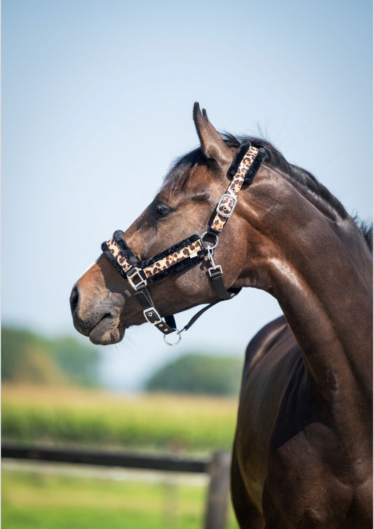 HB - Licol mouton léopard