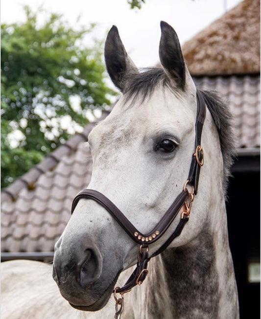 HB - Licol cuir anatomic rosegold