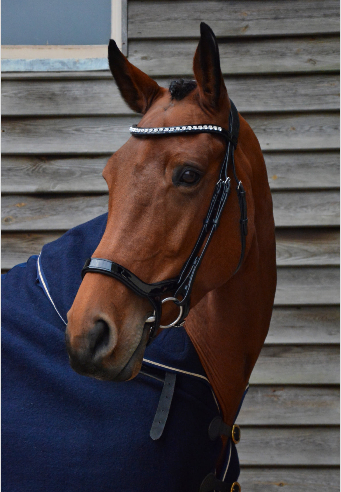 HB - bridon Freedom shine