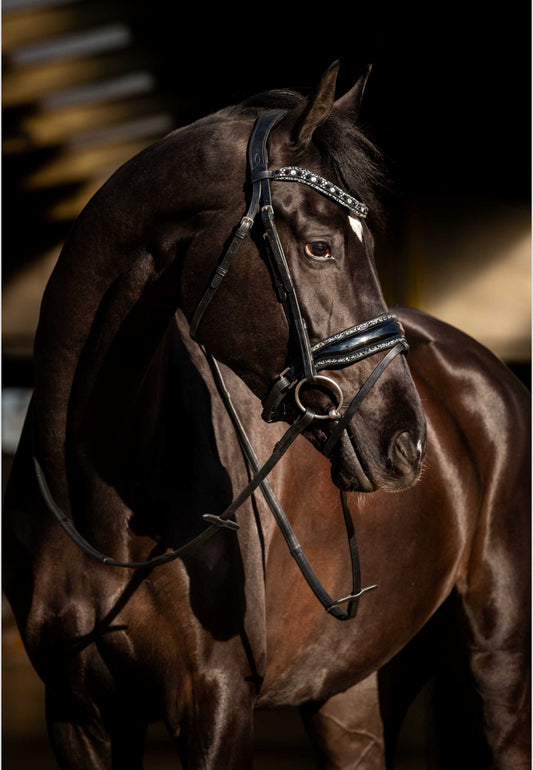 HB - bridon black river