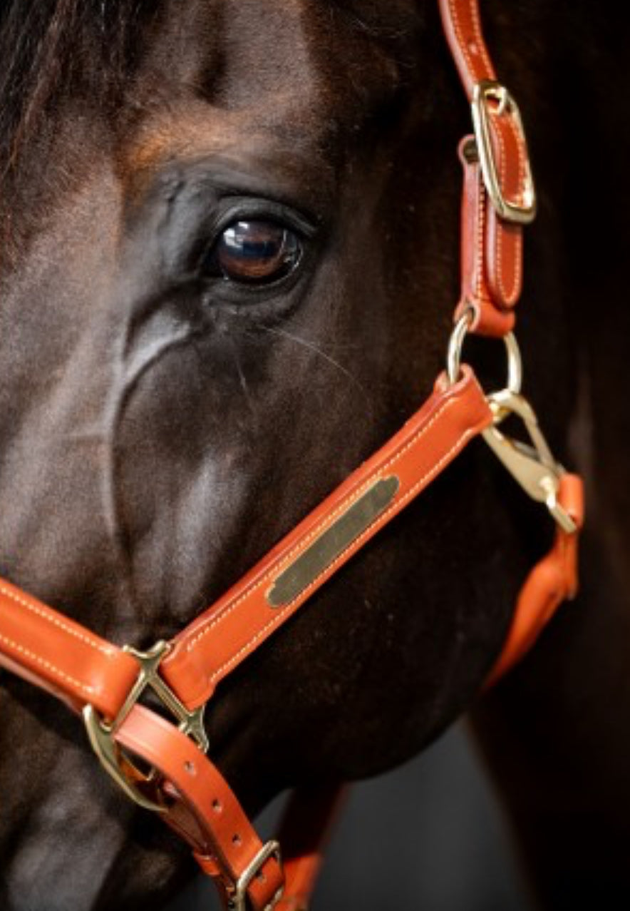 HB - Licol cuir horse name - 3 coloris