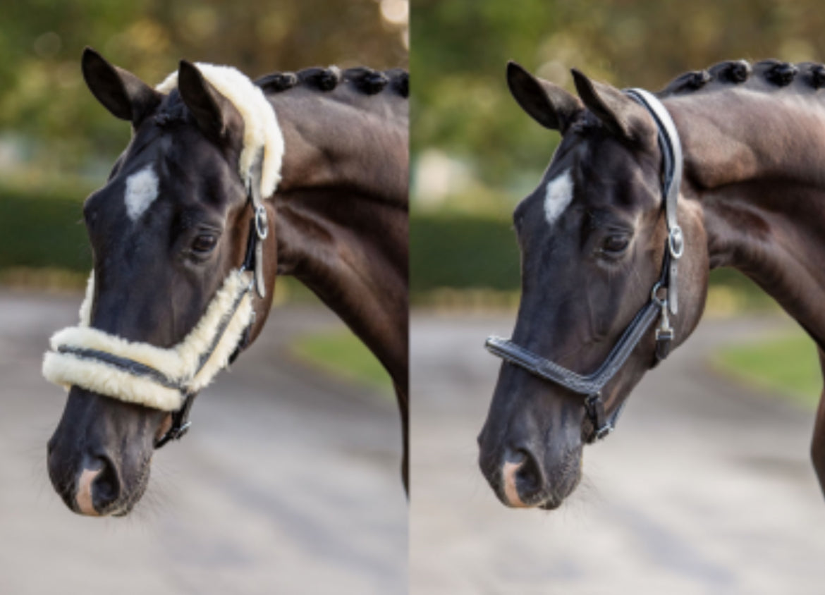 HB - Licol cuir mouton amovible