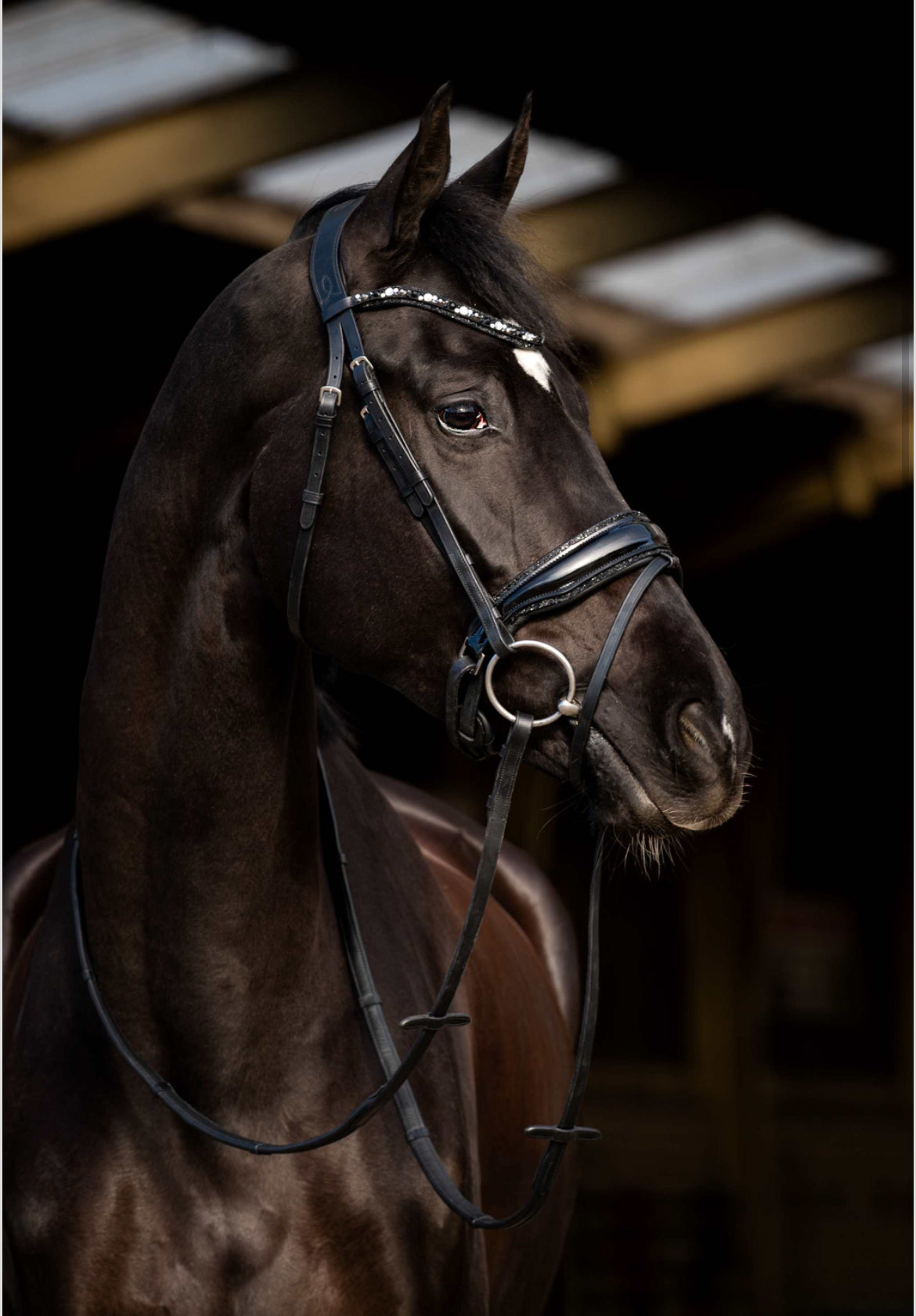 HB - bridon Dark Eagle