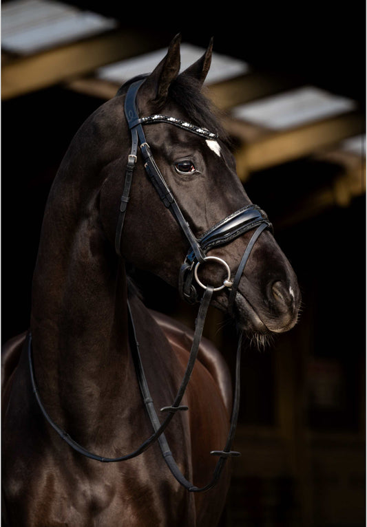 HB - bridon Dark Eagle