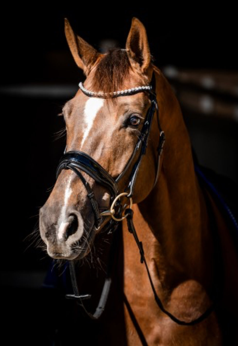 HB - bridon Spécial Guy - 2 coloris